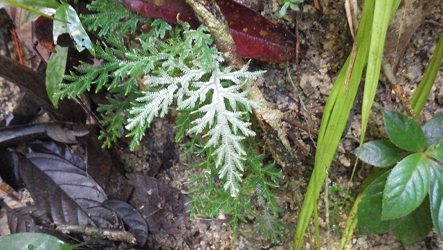 熱帯植物セラジネラ Selaginella sp.Jerteh 現地画像