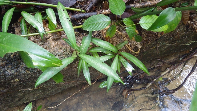 熱帯植物アルディシア Ardisia sp.Jerteh 現地画像