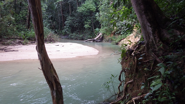 熱帯植物マレーシア トレンガヌ州ジャーテ 森の中の川 現地画像