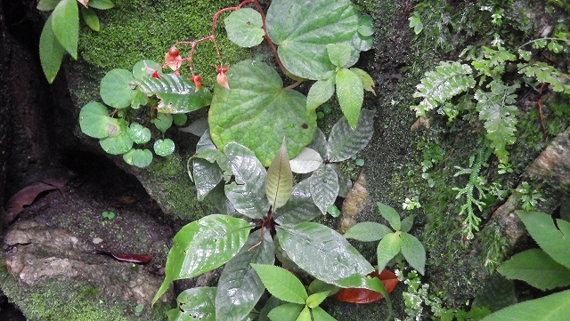 熱帯植物テクタリア Tectaria singaporeana Selangor　育て方