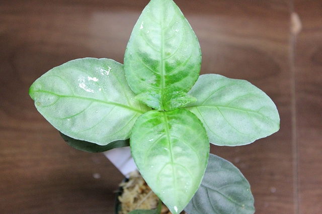 熱帯植物銀葉 Unknown Tasik Kenyir　マレーシアの植物