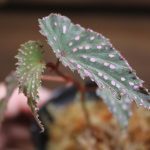 熱帯植物ベゴニア Begonia gracilicyma Sumatera Barat TB便