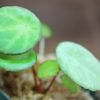 熱帯植物ベゴニア Begonia scapigera アフリカ原産