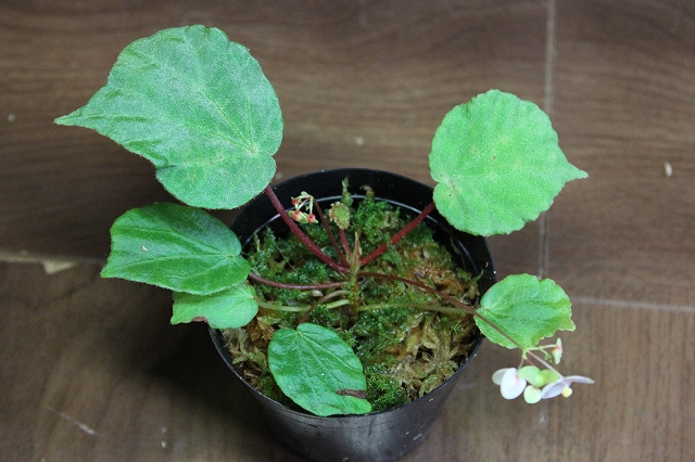 熱帯植物 ベゴニア Begonia sp.Kuala Balah TK便 育て方