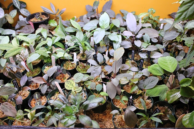 熱帯植物　容器内栽培の方法