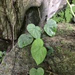 熱帯植物ベゴニア Begonia variabilis Jeli 現地画像