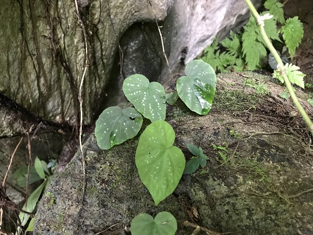 熱帯植物ベゴニア Begonia variabilis Jeli 現地画像