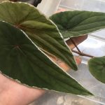 熱帯植物 ベゴニア Begonia nothobaramensis Brunei産