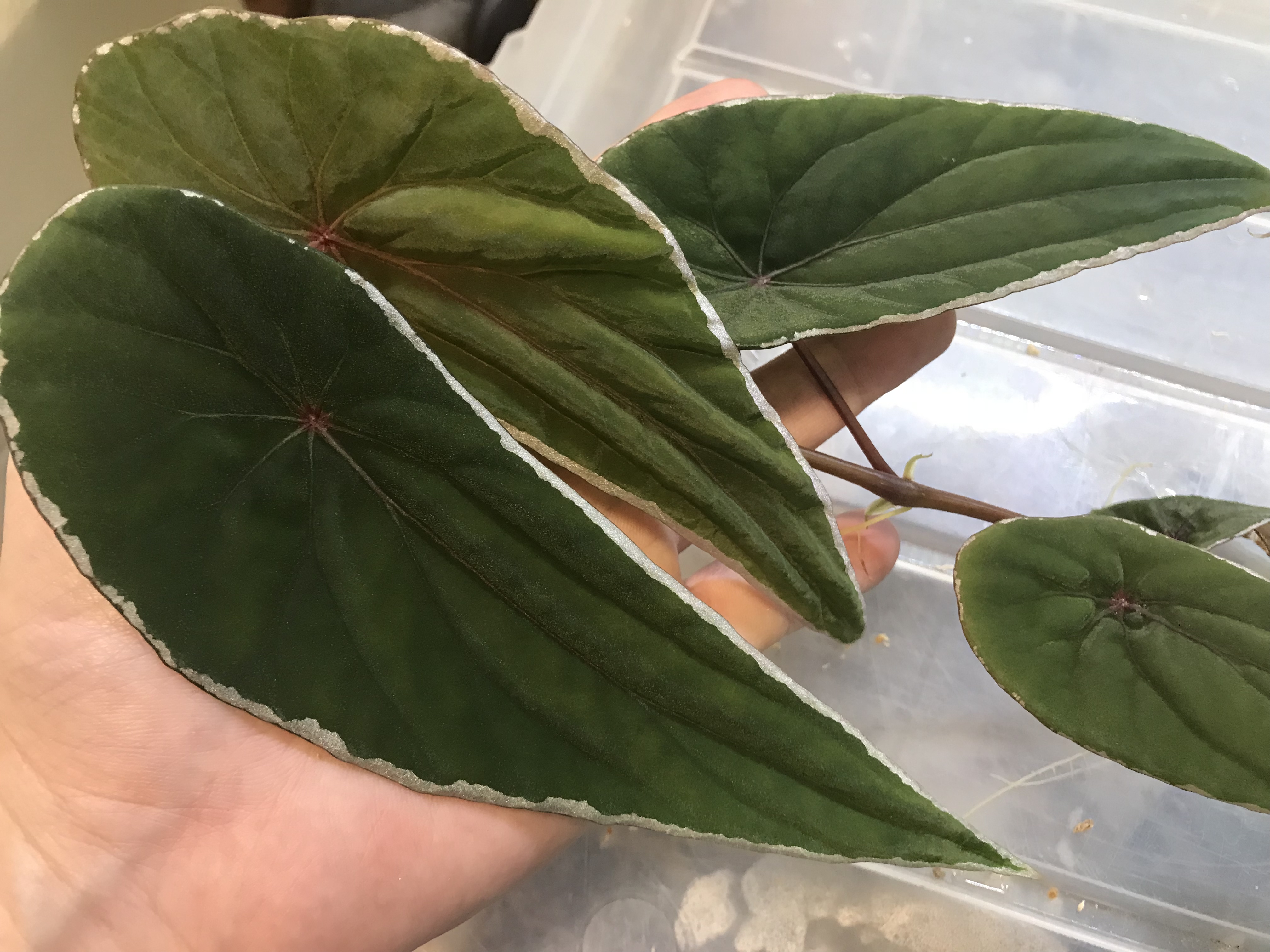 熱帯植物 ベゴニア Begonia nothobaramensis Brunei産