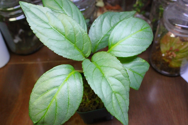 熱帯植物 キルタンドラ Cyrtandra sp.Padang Sumatera