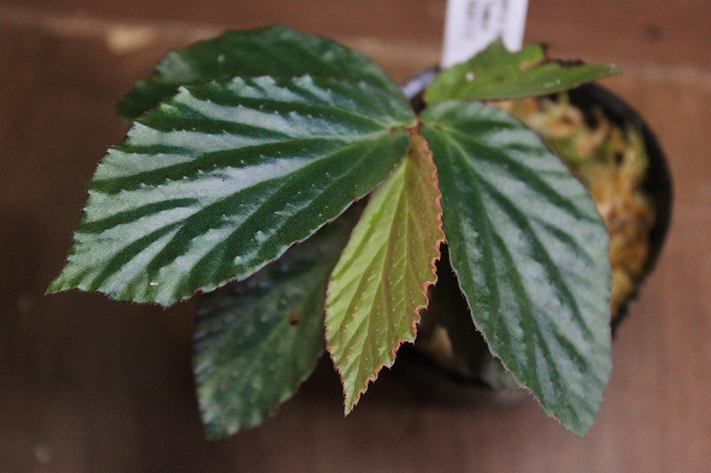 熱帯植物 ベゴニア Begonia sp.Sumpur TK便