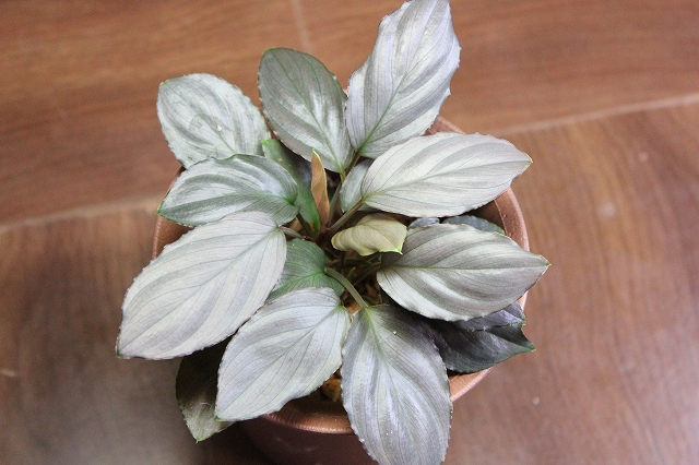 熱帯植物 ホマロメナ Homalomena sp.赤銀 West Java