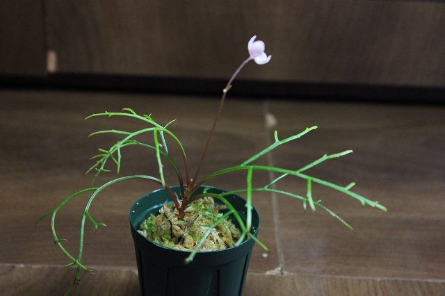 熱帯植物 ベゴニア Begonia pteridoides (sp.Madagascar)