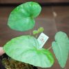 熱帯植物 ベゴニア Begonia variabilis Dabong TK便