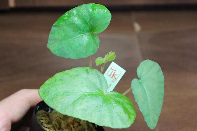 熱帯植物 ベゴニア Begonia variabilis Dabong TK便