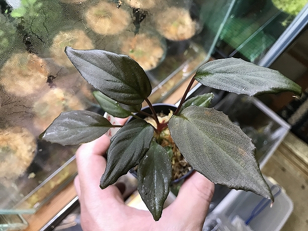 ホマロメナ Homalomena sp.Gunung Chamah TK便 – 熱帯植物.com