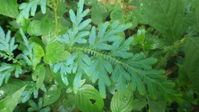 熱帯植物 セラジネラ Selaginella sp.Chiang Rai