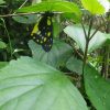 熱帯植物 綺麗な蝶 Chiang Rai Thailand
