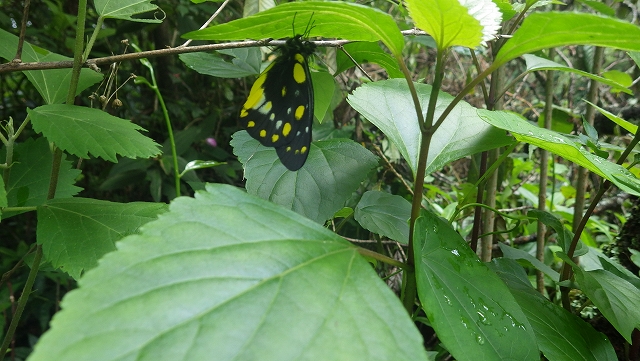 熱帯植物 綺麗な蝶 Chiang Rai Thailand