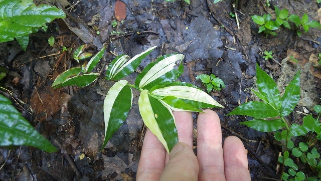 熱帯植物 笹 Sasa sp.斑入り Chiang Rai