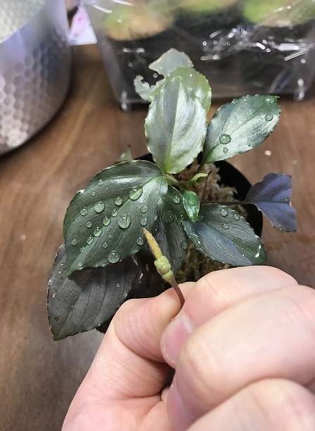 ホマロメナ Homalomena sp.赤銀 West Java wf1 – 熱帯植物.com