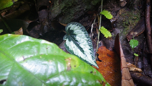 熱帯植物 ベゴニア Begonia sp.Phayao TK便
