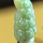 熱帯植物　ホマロメナ Homalomenaの人工授粉、結実、実生株