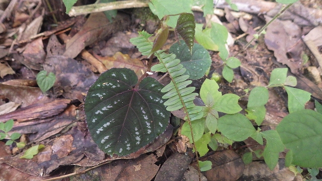 熱帯植物 シッサス Cissus sp.Chiang Rai