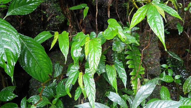 熱帯植物 ベゴニア Begonia sp.Chiang Mai