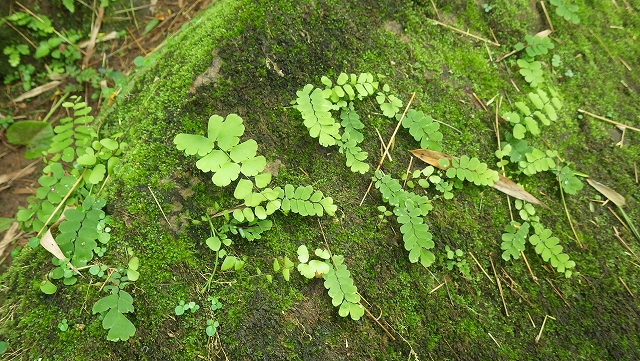 熱帯植物 アジアンタム Adiantum sp.Chiang Mai