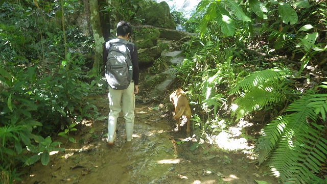 熱帯植物 山の犬 Chiang Mai Thailand