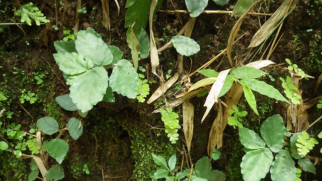 熱帯植物 ペリオニア Pellionia sp.Chiang Mai