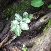 熱帯植物 ペリオニア Pellionia sp.Phayao TK便