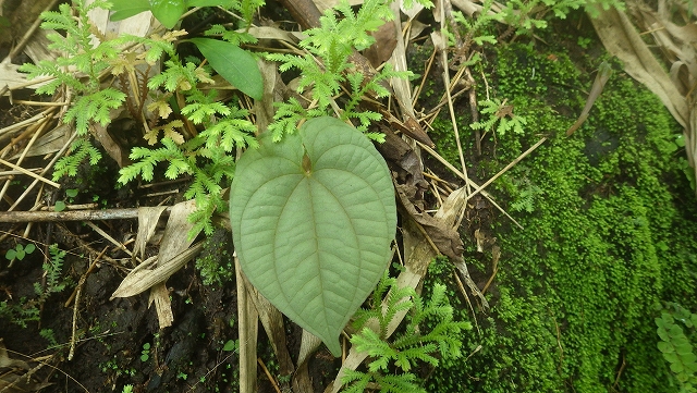 熱帯植物 ディオスコレア Dioscorea sp.Chiang Mai