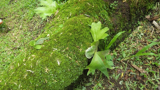 熱帯植物 ビカクシダ Platycerium wallichii Chiang Mai