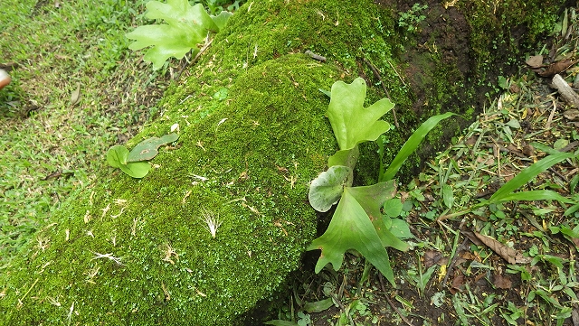 ビカクシダ Platycerium wallichii Chiang Mai – 熱帯植物.com