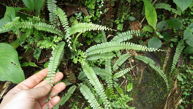 熱帯植物 アジアンタム Adiantum caudatum Chiang Mai TK便