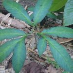 熱帯植物 コンニャク Amorphophallus sp.Chiang Rai TK便