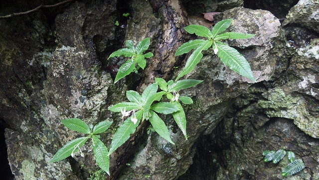 熱帯植物 オフィオリザ Ophiorrhiza sp.N.Chiang Rai