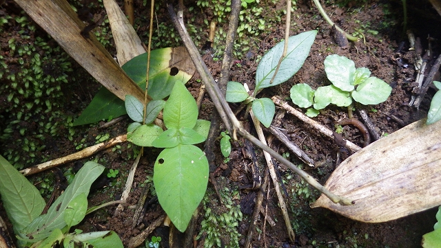 熱帯植物 オフィオリザ Ophiorrhiza sp.Chiang Rai