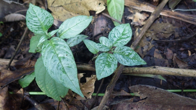 熱帯植物 ジャスティキア Justicia sp.Chiang Rai