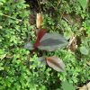 熱帯植物 ボエセンベルギア Boesenbergia parvula Chiang Mai TK便