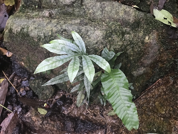 熱帯植物 コリシス Colysis sp.Chiang Mai TK便 イワヒトデ