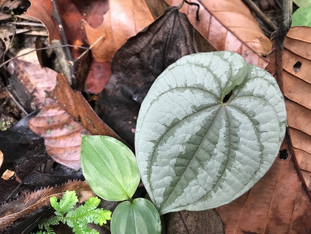 熱帯植物 ディオスコレア Dioscorea sp. Chiang Mai TK便
