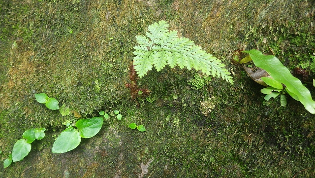 熱帯植物 ダバリア Davallia sp.Phayao TK便