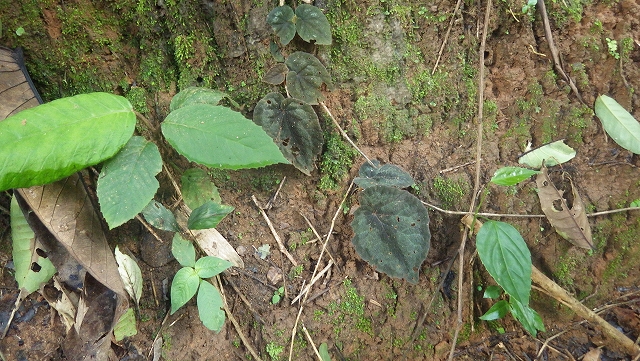 熱帯植物 ベゴニア Begonia sp.Chiang Rai TK便