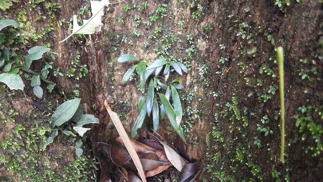熱帯植物 タキミシダ Antrophyum sp. N.Chiang Rai TK便