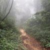 熱帯植物 タイ北部の山 森 滝 川　