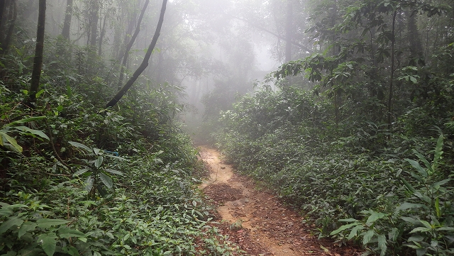 熱帯植物 タイ北部の山 森 滝 川　