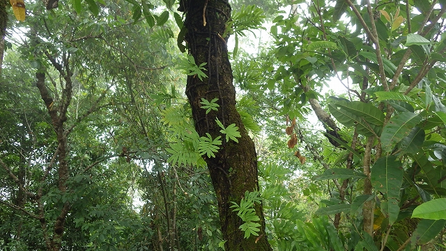 熱帯植物 ドリナリア Drynaria parishii N.Chiang Rai TK便